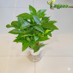 Watering Your Pachira Money Plant