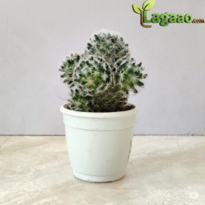 Cactus Mammillaria Gracilis 'Antje'