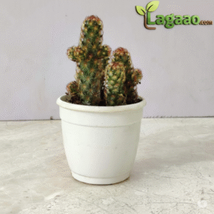 Cactus Plants