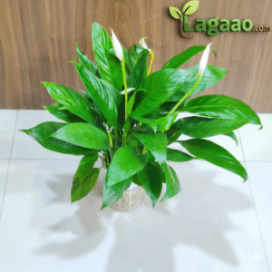 Spathiphyllum (Peace Lily)